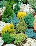 [x8] Dwarf Conifer Collection | Variety-Pack | P9 Pot Plants | Evergreen Shrubs