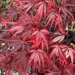 Acer palmatum Shaina - Japanese Map