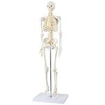 Axis Scientific Mini Human Skeleton
