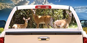 SignMission Deer Scene Rear Window Graphic Tint Film Truck View Thru Vinyl 12" CHEESE DECAL sticker dairy milk american swiss grilled calcium provolone, 30" X 65",