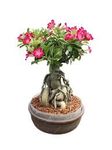 Bonsai tree live plant indoor,indoor live plant for Bonsai tree,Adenium bonsai plant (Pack of 2)