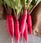 Golden Hills Farm Hybrid Red Mooli Radish long500+ seeds