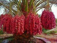 ARABIAN KHAJUR/DATE PALM TISSUE CULTURE TREE LIVE GARDEN PLANT