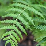 Dicksonia Antarctica Australian Tree Fern Outdoor Half-Hardy Perennial Garden Plants RHS AGM 2ft Trunk Tree by Thompson and Morgan