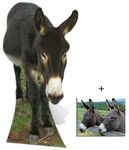 BundleZ-4-FanZ Fan Packs Donkey - Wildlife/Animal Lifesize Cardboard Cutout/Standee/Standup - Includes 8x10 (20x25cm) Star Photo