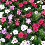 Vinca Rosea Dwarf Mixed/Flower Seeds Mix Color Flower Seeds (Pack of 10g) Vinca garden mixed flower seeds Perennial For Terrace Balcony Gardening Garden plant flower see