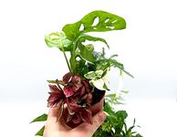 5 Closed Terrarium Plants • Small Mixed Terrarium Plants in 7cm Pot