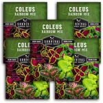 Rainbow Mix Coleus Seed for Planting - 5 Packets with Instructions to Plant and Grow Shade Tolerant Coleus in Your Home Garden - Non-GMO Heirloom Variety - Survival Garden Seeds