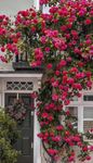 Climbing Rose Imported Flower seeds for Home and Gardening pack of 70 to 100 seeds (RED PINK)