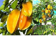 Heaven Of Saplings Star Fruit Carambola Grafted Plant (Pack Of 1) AZ_321