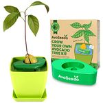 AvoSeedo Bowl Set Grow Your Own Avocado Tree, Evergreen, Perfect Avocado Tree Growing Kit for Every Avocado Lover with Plan Pot – Green & Green