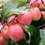 Red Thailand Ball sundari Apple Ber/Kashmiri Apple Ber Grafted Healthy plant Pack of 1