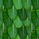 Banana Leaves Backdrop Cloth, Banana Leaf Backdrop, Banana Leaf Curtain Backdrop Decoration, Size: (5 X 8) Ft, (Diwali Backdrop Decoration Pooja Backdrop Decoration Cloth for All Festivals)