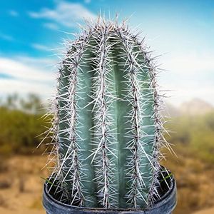 Cactus Out