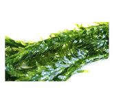 Lincolnshire Pond Plants Ltd 1 Bunch - Elodea Densa Replacement Oxygenating Pond Plant