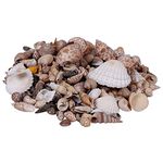 ASSH Natural Mix Shankh For Aquariums/Art and Crafts/Table Decoration | Multicolour (2 KG)