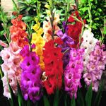 Mixed Gladiolus Flower Bulbs - 50 B