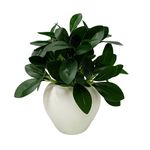 fancymart Artificial Rubber Plant in 4 inch White Apple Pot (Height 22 cm) for Home and Office Decor Plants for Decoration, Realistic Green Decorative for Interior, Living Room, Office Desk