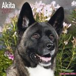 Akita Calendar - Just Akitas Calendar - 2016 Wall calendars - Dog Calendars - Monthly Wall Calendar by Avonside