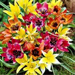 7 x Tulip Botanical Mixed - Naturalize Easily - Lovely Delightful Flowers – Perennials - for Your Beautiful Spring Garden