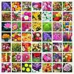 2200+ Seeds- All Seasons 50 Variety of Hybrid Flower Seeds Combo Pack- All Year Seeds Bank