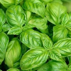 Basil Italian Large Leaf 100 Seeds