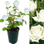 Rose Bush Polar Star - Floribunda White Rose Bush for The Garden in a 3 Litre Pot (1 Plant)