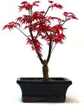Japanese Maple Deshojo Bonsai - Supplied in a Ceramic Pot