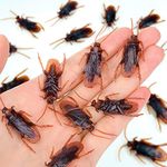 Wirrabilla Premium Fake Cockroaches, Pretty Realistic 15PCS Fake Roaches, Great Way to Play a Prank, Faux Cockroaches Lifelike Creepy Perfect for Halloween Project, Tricking People, Kid Playing