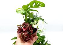 5 Closed Terrarium Plants • Small M