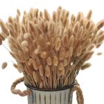 Dicunoy 200PCS Bunny Tails Dried Flowers, 13inch Natural Rabbit Tail Grass, Boho Lagurus Ovatus Eternal Florals for Wedding, Home Centerpieces Decoration, Flower Arrangements, Photo Props