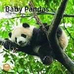 2025 Baby Pandas Monthly Wall Calendar by Bright Day, 12 x 12 Inch Cute Nature Photography Gift