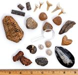 DANCING BEAR Fossil Collection Kit 