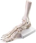 QWORK® Human Foot Joint Skeleton Mo