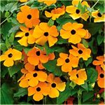 Thunbergia Black Eyed Susan Orange Sunrise 20 seeds + Freebie + Plant tag