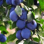 Thompson & Morgan Potted Mini Fruit Tree Plum, Perfect for Small Gardens & Patios, Heavy Cropping, Tasty Edible Fruit in Summer, Easy to Grow, 1 x Prunus (Plum) Black Amber Plant in a 9cm Pot