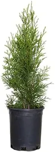 2.5 Qt - Emerald Green Arborvitae (Thuja Occidentalis), Large Evergreen Shrub/Tree