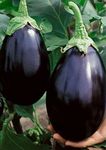 Gebdinsh Garden® Imported Black Round Baingan/Brinjal/Eggplant Vegetables Seeds For Kitchen Gardening (Pack Of 5 Gram Seeds)