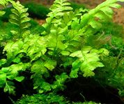 Bolbtis Heteroclita - Live Aquarium Plants …