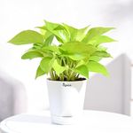 Ugaoo Golden Money Plant Indoor With Self Watering Pot