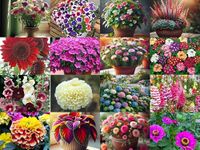 1000+ SEEDS- All Seasons HYBRID EXOTIC Flower Seeds Combo Pack- 16 Variety of Flower Seeds- All Year Seeds Supply.