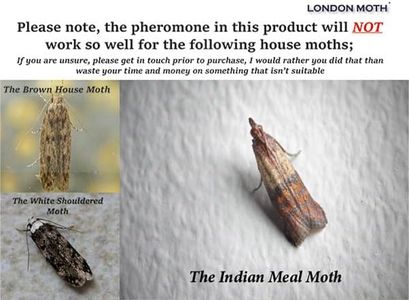 London Moth Killer Sticky Pheromone Traps, 10-Pack – Clothes & Carpet