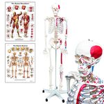 Elementary Anatomy 1022435 Mike, the Budget Muscle Skeleton - a Life-Size Human Skeleton with Painted Muscle and Origins - Halloween