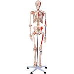 66fit Human Skeleton with Numbered Muscles and Ligaments - 180cm Tall - Medical Training Teaching Aid