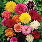 50 Pcs Dahlia Flower Seeds Rare Mixed Perennial Plant for Bonsai in Home Garden