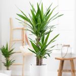 Low Maintenance Houseplants