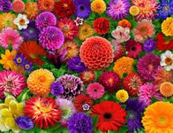 Springbok Blooming Every Daisy 500 Piece Jigsaw Puzzle for Adults - Colorful Flower Collage - Unique Cut Pieces - Great for Relaxing and Mindful Activity - Finished Size 23.5" x 18"