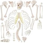 Myaskro® - Boneset For Medical Students (MBBS) , Bilateral , 96% Anatomical Accuracy , Premium Medical Grade Quality , Complete Disarticulated Human Skeleton Bundle, Includes 3 Part Human Skull, Life Size Bones