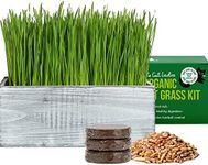 The Cat Ladies Cat Grass Kit with White Rustic Wooden Planter, Organic Cat Grass Seeds and Soil. Easy to Grow Cat Grass for Indoor Cats. Prevent Hairballs and Aid Digestion