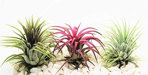 Air Plants Tillandsia x 3 - Ionantha Scaposa Red, Green & Rubra - Live Plant for Terrarium Vivarium Office House Plant Decoration